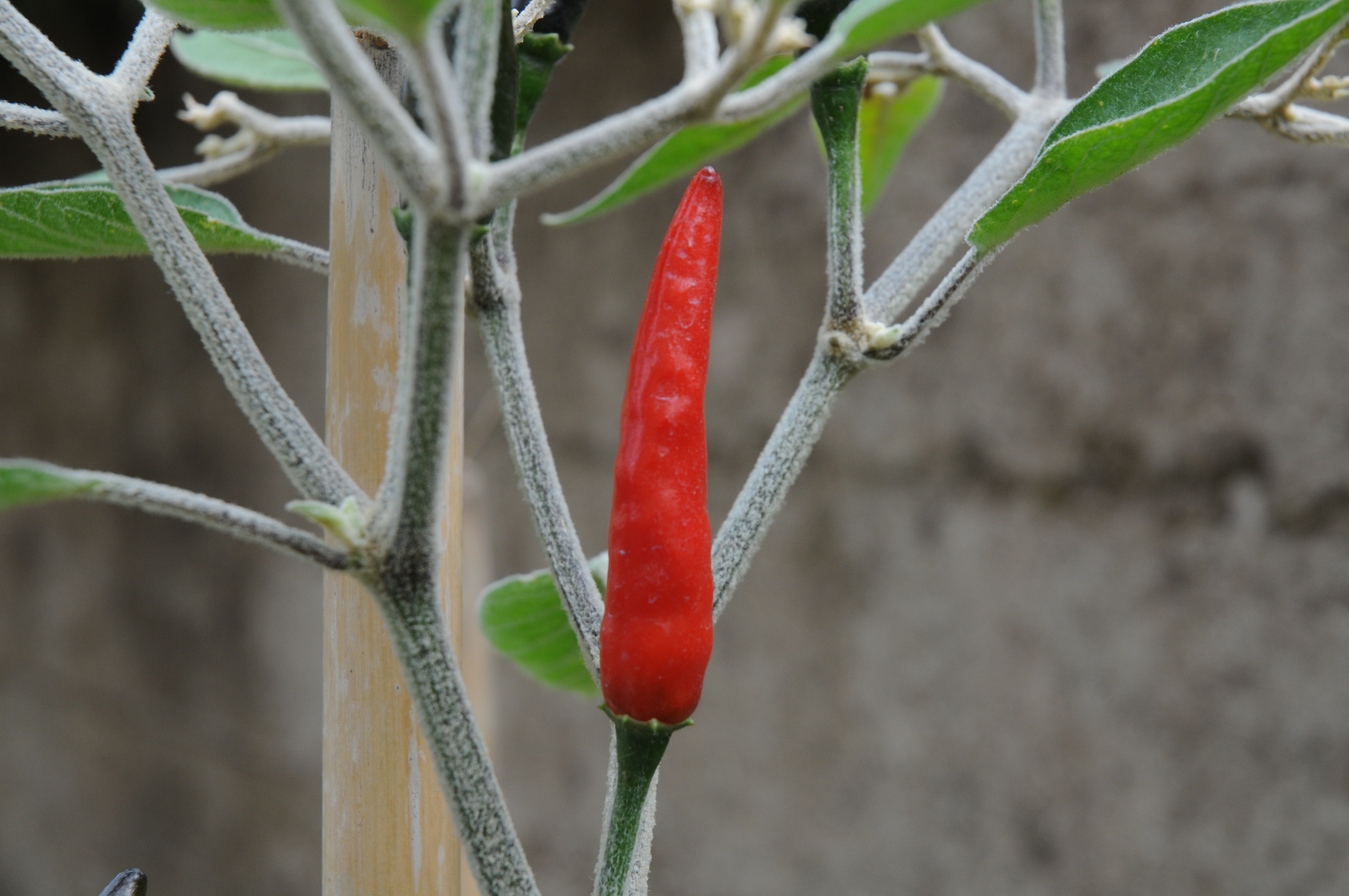 Rastúca červená paprička na konáriku